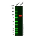 CD105 Mouse mAb