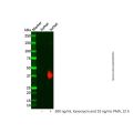 Recombinant CD134/OX40 Antibody