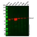 Recombinant CD147 Antibody