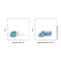 CD16 Mouse mAb