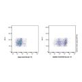 CD16/CD32 Rat mAb