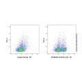 CD19 Rat mAb