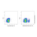 CD21 Mouse mAb