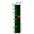 Recombinant CD226 Antibody