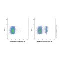 CD27 Rat mAb