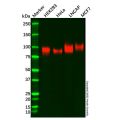 CD276 Antibody