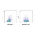 CD3 Rat mAb