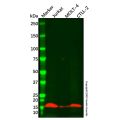 CD3 zeta Antibody