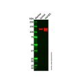 Recombinant CD31 Antibody