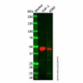 Recombinant CD32B Antibody