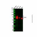 Recombinant CD33 Antibody