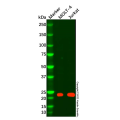CD3D Mouse mAb