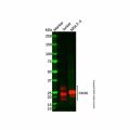 Recombinant CD3G Antibody