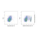 CD4 Mouse mAb