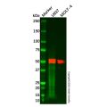 CD4 Mouse mAb