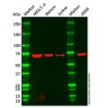 CD42b Mouse mAb