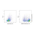 CD45 Rat mAb