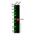 Recombinant CD48 Antibody