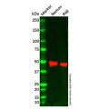 CD79a Antibody