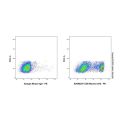 CD8 Mouse mAb