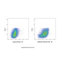 CD83 Rat mAb