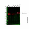 Recombinant CD86 Antibody