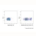 CD90.2/Thy1.2 Rat mAb