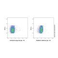 CD96 Rat mAb