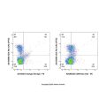 CD96 Rat mAb