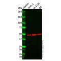 Cdc20 Antibody