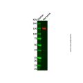 Recombinant CDC25 Antibody