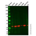 Recombinant Cdc34 Antibody