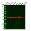 Recombinant Cdc37 Antibody