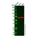 Recombinant CDC7 Antibody