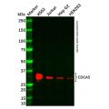 Recombinant CDCA5 Antibody