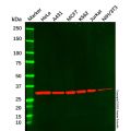 CDK2 Mouse mAb