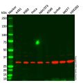 CDK5 Mouse mAb