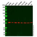 Recombinant Cdk9 Antibody