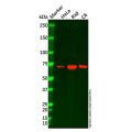 CDT1/DUP Antibody