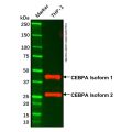 CEBPA Mouse mAb