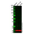 Recombinant Cellubrevin Antibody