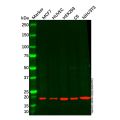 Centrin 2 Antibody