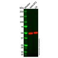 CEP57 Antibody