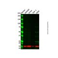 CFA Antibody