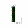 c-Fos Mouse mAb