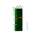 CHST3 Antibody