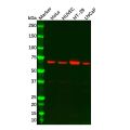 Recombinant cIAP1 Antibody