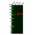 cIAP2 Mouse mAb