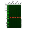 Recombinant c-Jun Antibody