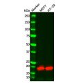 Recombinant Claudin 3 Antibody
